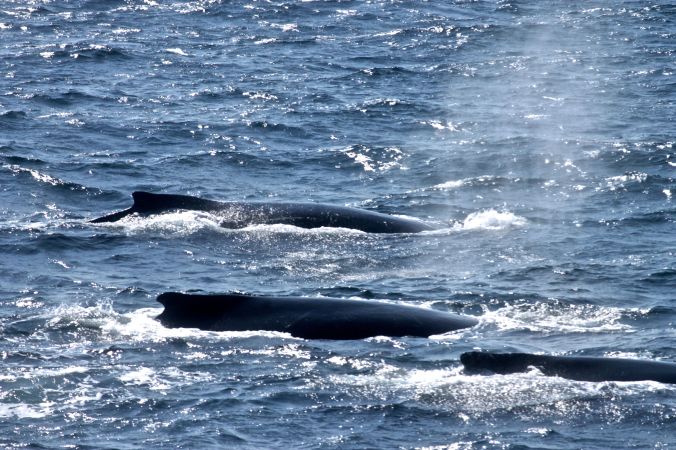 boston whale watch whales 8