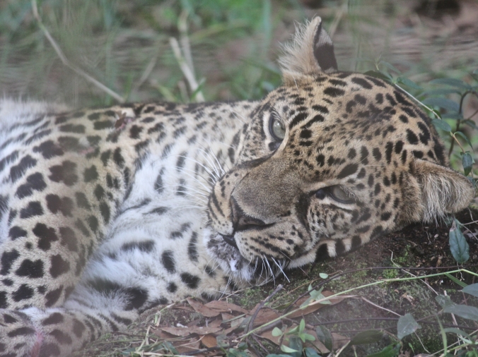 tampa big cat rescue leopard armani