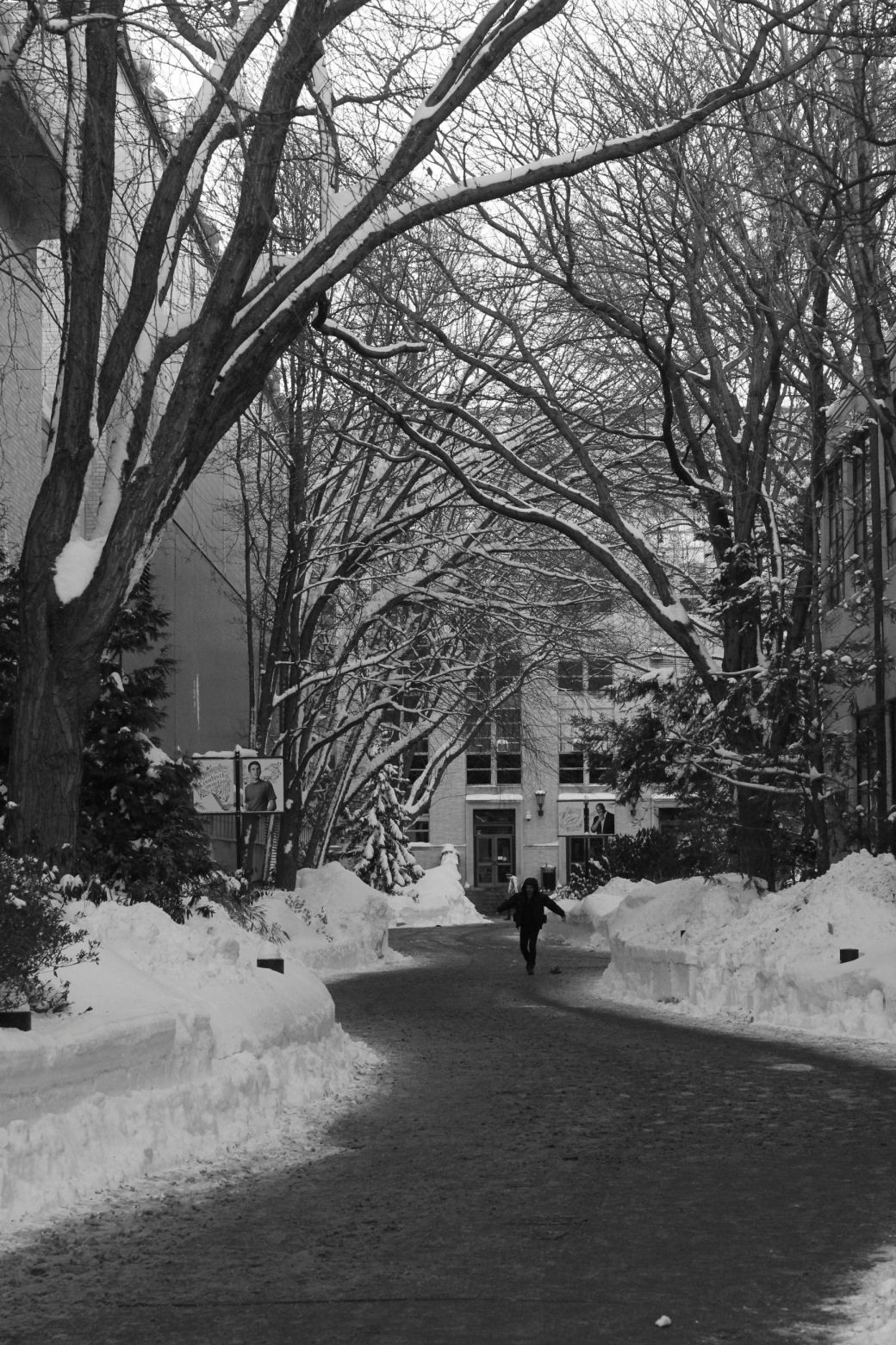 boston northeastern university path trees