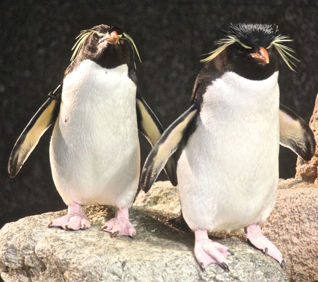 boston new england aquarium rock hooper penguins 1