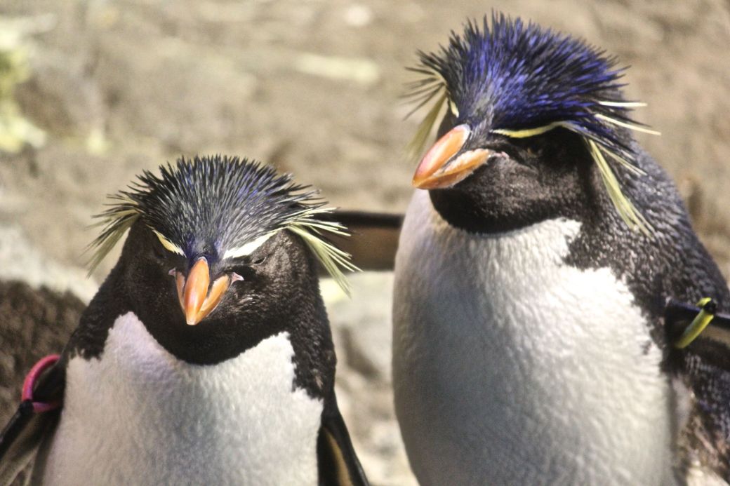 boston new england aquarium rock hooper penguins 3