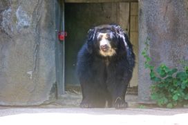 philadelphia zoo bear