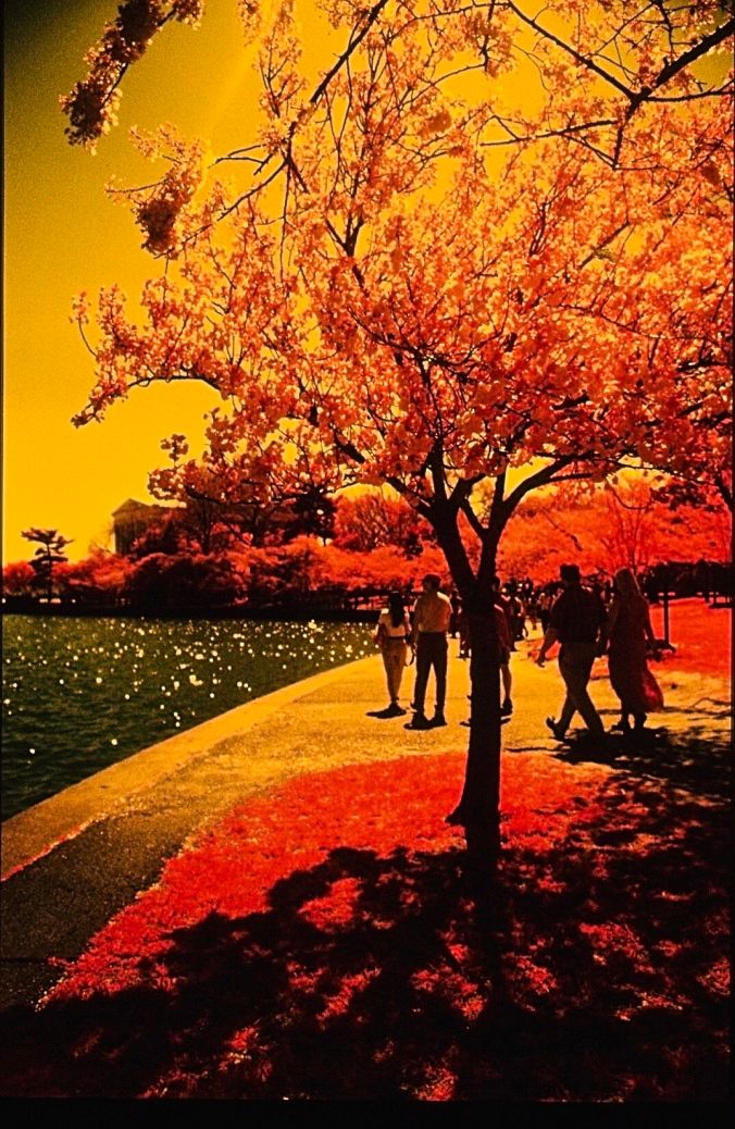 washington dc cherry blossoms color infrared film 2001 6