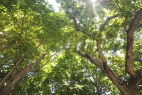 boston harvard arboretum trees canopy view 15